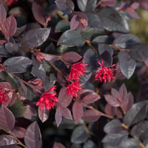 5 Gal. Red Diamond Loropetalum Shrub with Burgundy Foliage and Bright Red Blooms
