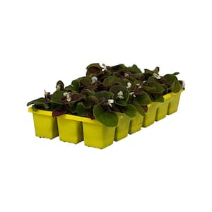 1.97 Gal. Begonia Bada Boom Bronze Leaf White Flower in 2.75 in. Cell Grower's Tray (18- Plant)