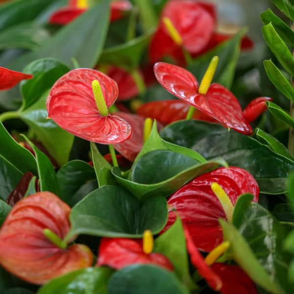 national PLANT NETWORK 4 in. Anthurium Success Red Plant in Grower Containers (3-Pack)