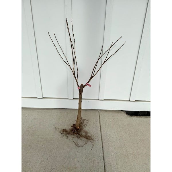 Online Orchards 2-in-1 Cherry Blossom Twist Tree with Two