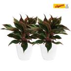 6 in. Grower's Choice Aglaonema Chinese Evergreen Indoor Plant in Small White Ribbed Plastic Decor Planter (2-Pack)