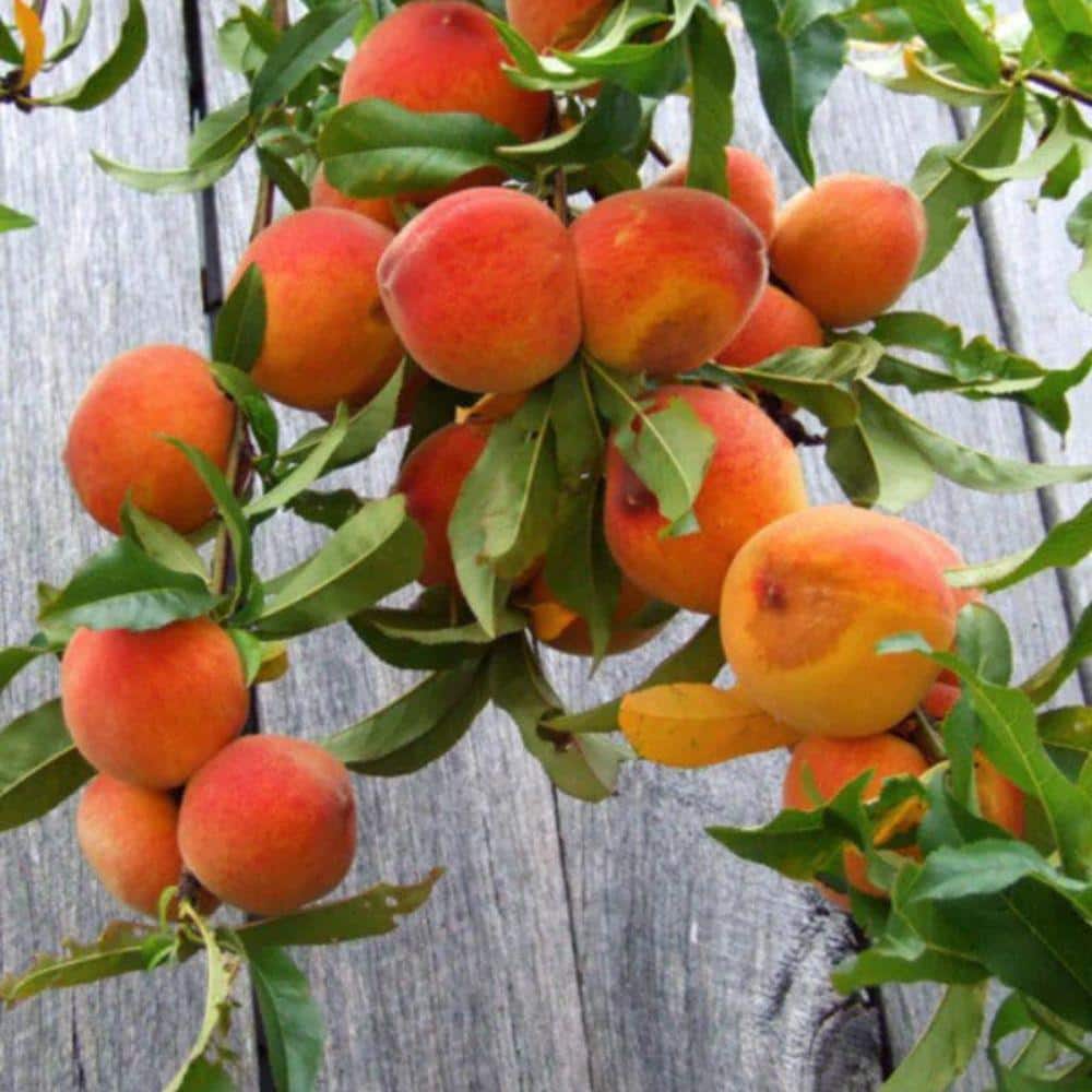 7 Gal. Red Haven Peach Tree