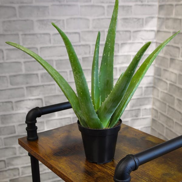 Altman Plants 10" Live Aloe Vera Plant in 3.5" Grower Pot, Easy Care Versatile Succulent