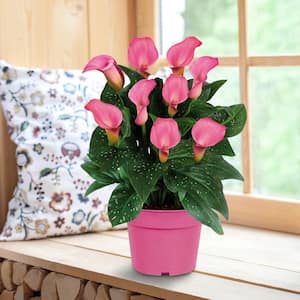 Pink Calla Lily Plant Grow Kit