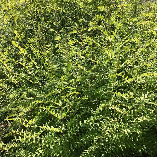 Spring Hill Nurseries Royal Fern Osmunda, Live Bareroot Perennial Plants in Green Foliage (5-Pack)
