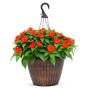 2 Gal. Compact Orange SunPatiens Impatiens Outdoor Annual Plant with Orange Flowers in 12 In. Hanging Basket