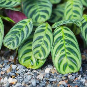 4 in. Fishbone Prayer Plant Calathea Plant in Grower Pot (4-Piece)