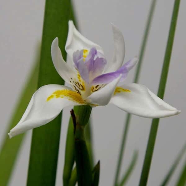 FLOWERWOOD 2.5 Qt. White African Iris With White Blooms Featuring Yellow and Purple Highlights, Live Evergreen Plant