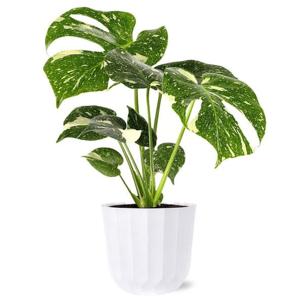 Nokko plants Keukenhof - Vegan Trekk Boot – Inkkas