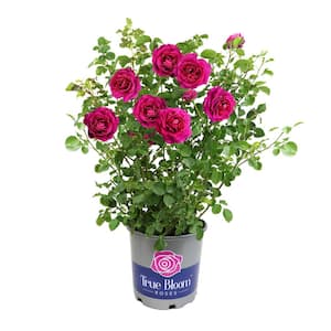 8 qt. True Serenity Live Hybrid Rose Bush with Hot Pink Blooms in Grower Pot