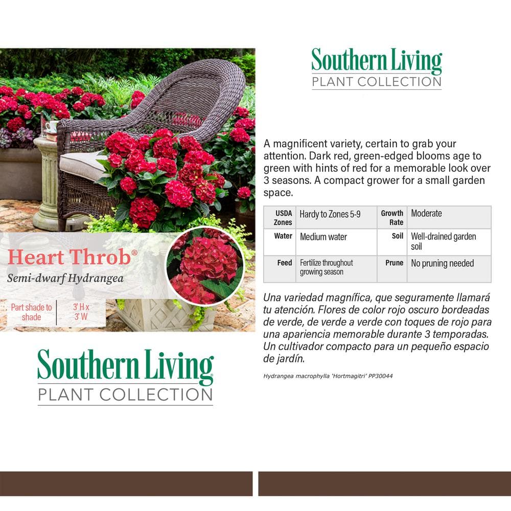 Heart Throb Red Hydrangea 2-Gallon Container Plant