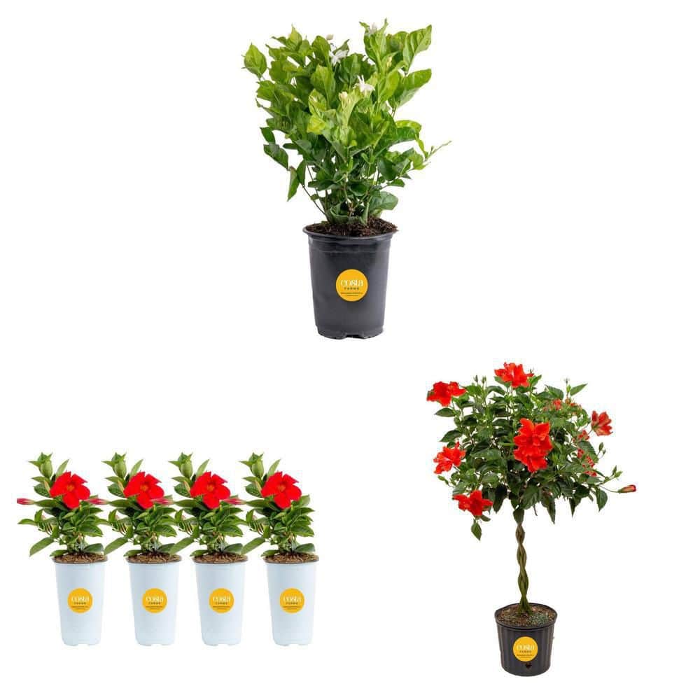 Costa Farms Red Mandevilla (1.5pt), Braided Hibiscus (2 Gal