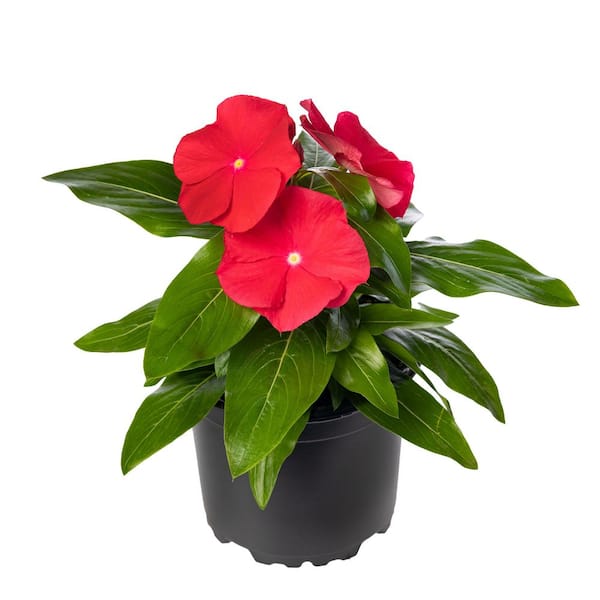 1.38 Pt. Vinca Cora Periwinkle Plant Red Flowers in 4.5 in. Grower's Pot (4-Plants)