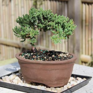 Green Mound Juniper Bonsai Outdoor Plant in Ceramic Bonsai Pot Container, 3 Years Old, 4 to 6 in.