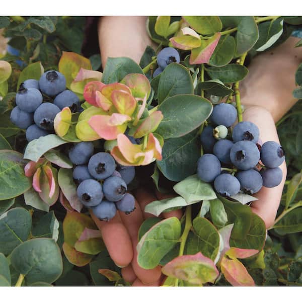 1 Gal. Bushel and Berry Peach Sorbet Blueberry Live Plant