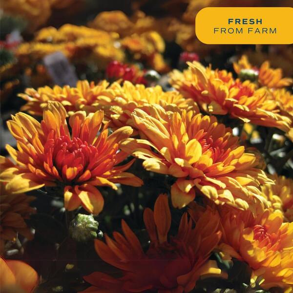 Costa Farms - Yellow Ready to Bloom Fall Chrysanthemum Outdoor Plant in 3 Qt. Grower Pot, Avg. Shipping Height 1-2 ft. Tall (2-Pack)