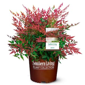 2 Gal. Obsession Nandina Shrub with Bright Red Foliage