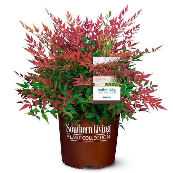 Southern Living 2 Gal. Obsession Nandina Shrub with Bright Red Foliage