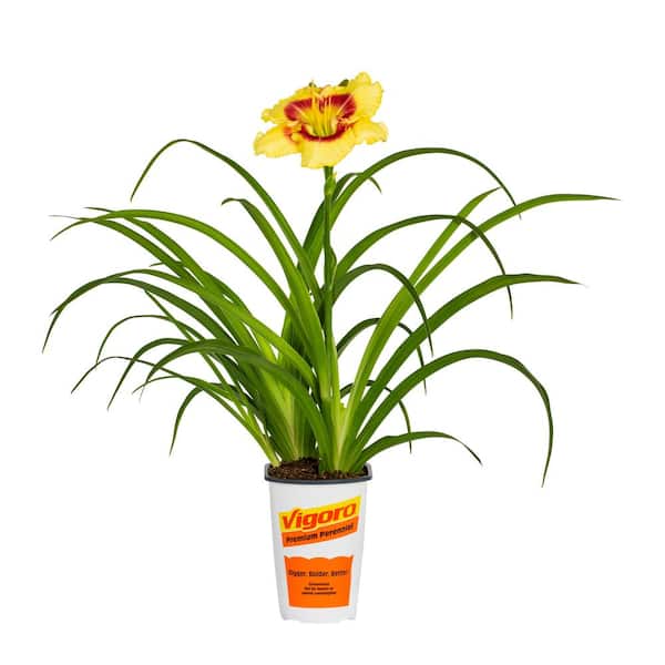 Vigoro 2 QT Hemerocallis Daylily 'Monterrey Jack' Yellow Perennial