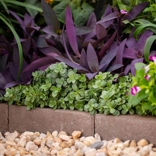 1.5-Pint Sedum Sunsparkler Dazzleberry Green Perennial Plant (5-Pack)