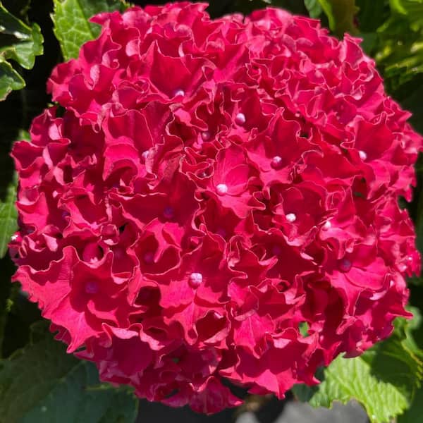 Jumbo Pint Frill Ride Reblooming Hydrangea (Macrophylla) Live Shrub, Rich Pink Flowers
