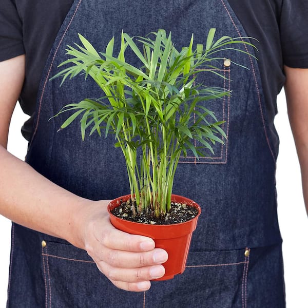 PPC INTERNATIONAL LLC Parlor Palm (Chamaedorea Elegans) Plant in 4 in.  Grower Pot 4_PALM_PARLOR