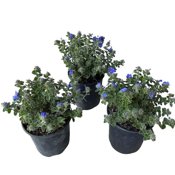1 Gal. Blue Daze Evolvulus Plant (3-Pack)