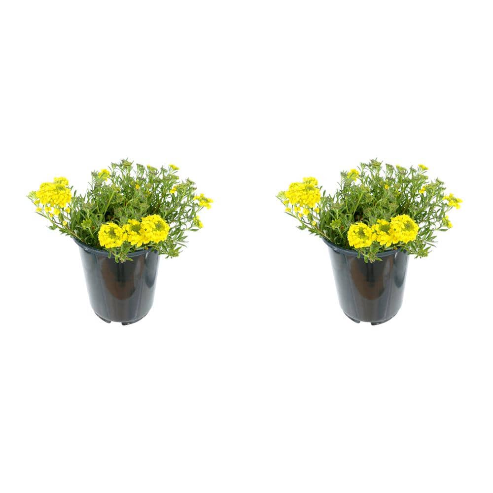 2.5 qt. Alyssum Golden Spring Perennial Plant with Yellow Flowers (2-Pack)