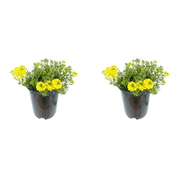 Unbranded 2.5 qt. Alyssum Golden Spring Perennial Plant with Yellow Flowers (2-Pack)