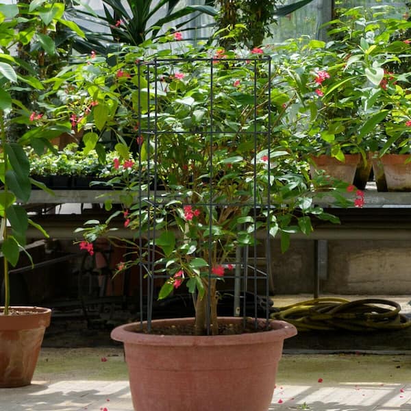 Garden Trellis for Climbing Plants for Flower Vegetable (4-Pack)