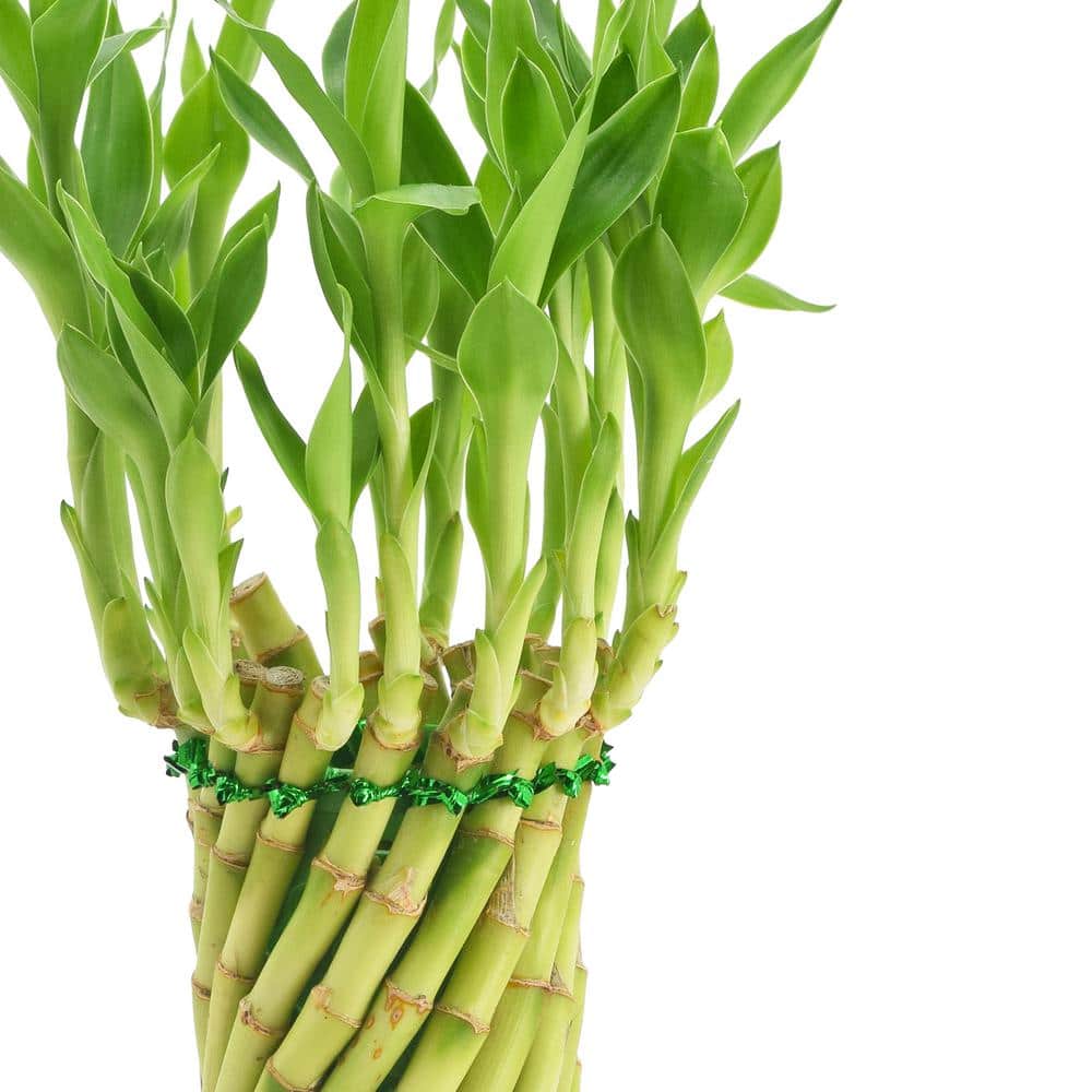 Tornado Lucky Bamboo in Brown Ceramic Planter