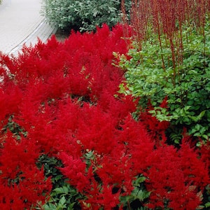 Astilbe Red Sentinel Roots (Set of 5)