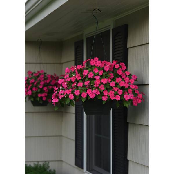 BEACON 4.73 L Pink Beacon Impatiens Outdoor Annual Plant with