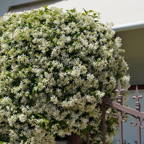 national PLANT NETWORK 4 in. Confederate Jasmine Plant (16-Pack