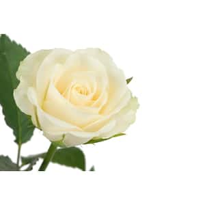 3 Gal. John F. Kennedy Live Rose Plant with White Flower (1-Pack)