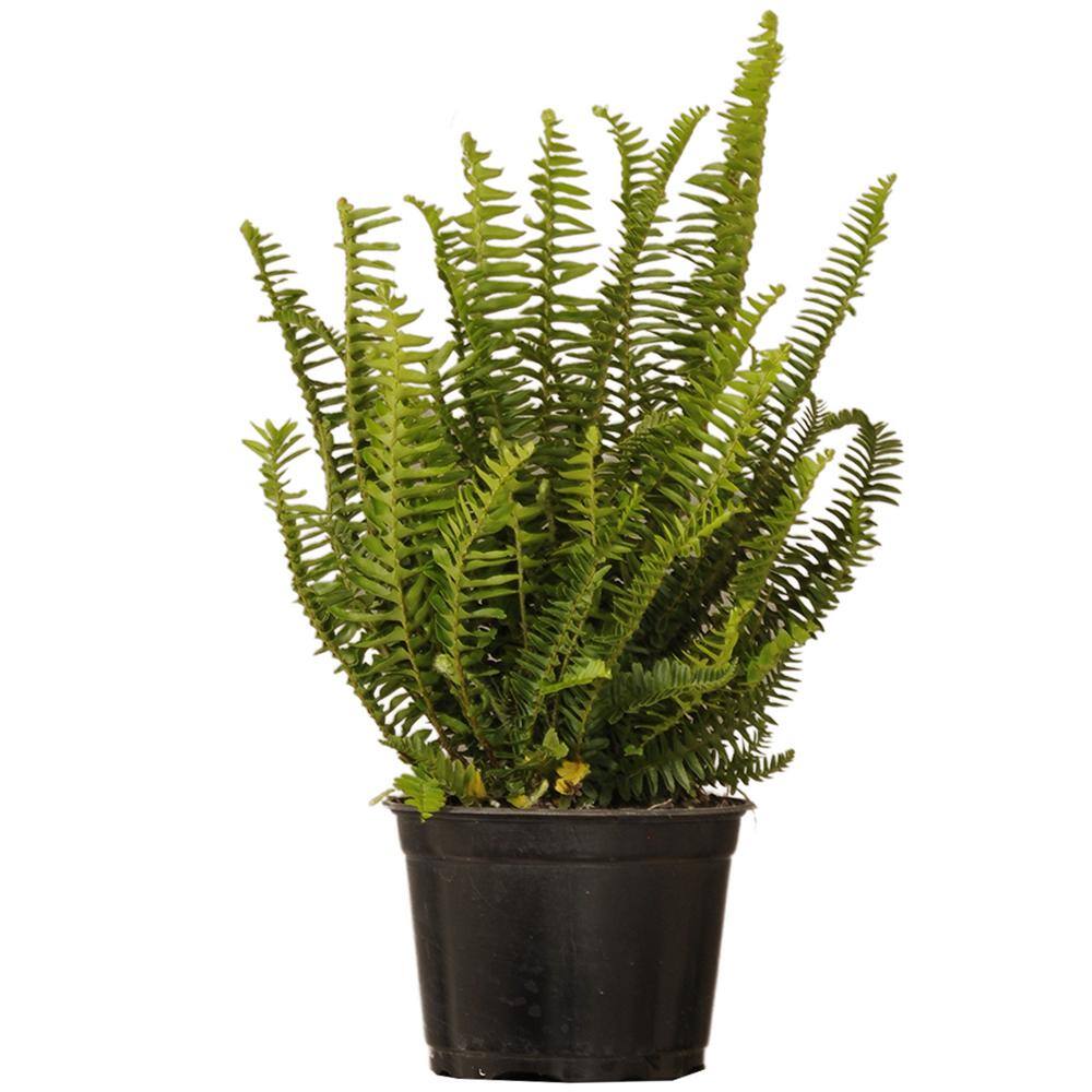 United Nursery 6 in. Kimberly Queen Fern Live Indoor Outdoor Plant ...