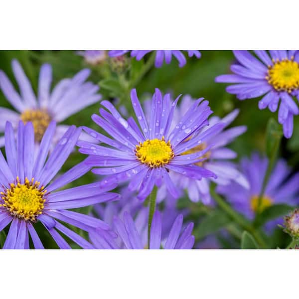 1 gal. Woods Blue Aster Flowering Perennial Plant (2-Pack)