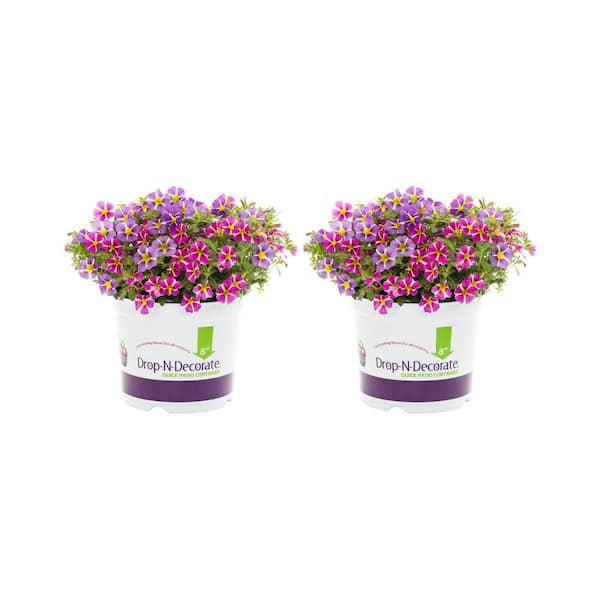 METROLINA GREENHOUSES 3 qt. Drop N Decorate Calibrachoa Million Bells Starspinner Pink and Purple Mix Annual Plant (2-Pack)