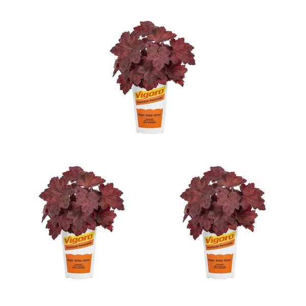 Vigoro 2 Qt. Heuchera Coral Bells 'Lava Lamp' Red Perennial Plant (3-Pack)