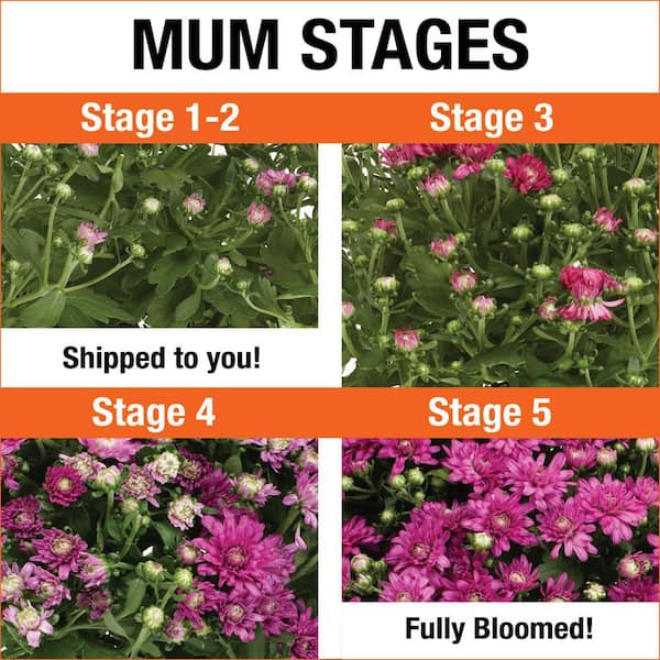 1.5 PT. Purple Mum Chrysanthemum Perennial Plant (5-Pack)