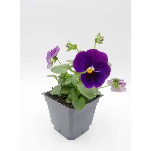 BELL NURSERY 4 in. Purple Pansy Annual Live Plant, Purple Flowers (8-Pack)