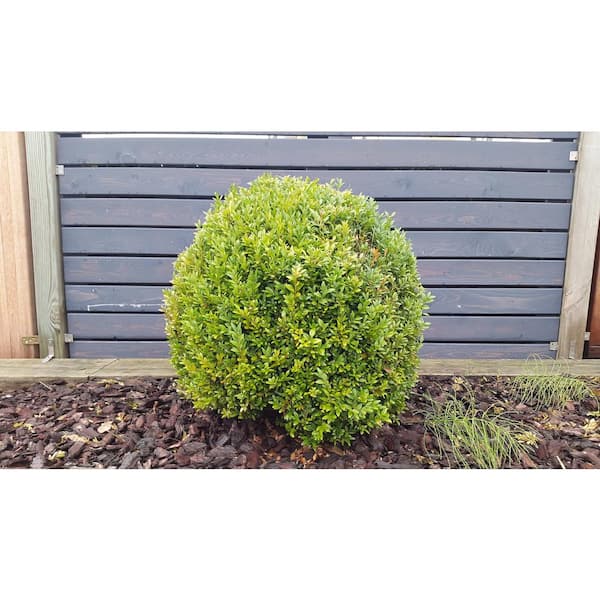 Online Orchards 1 Gal. Winter Gem Boxwood Shrub Beautiful, Hardy, Especially Colorful in Winter