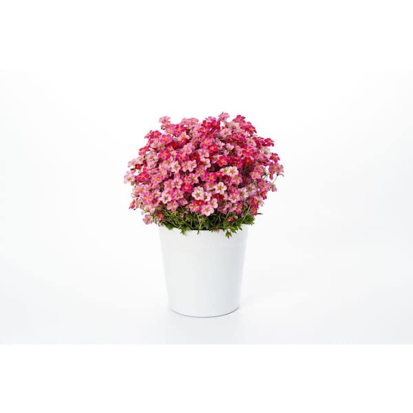 1 Qt. Alpino Early Rose Saxifrage Plant #5