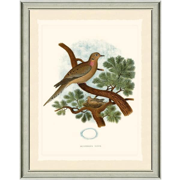 Vintage Print Gallery Dove Framed Paper Wall Art (22x28)