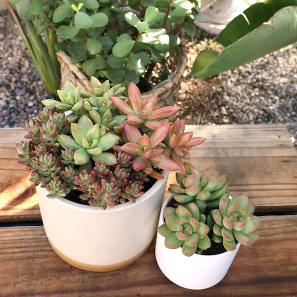 SMART PLANET 1 qt. Sedum Assorted Succulents (4-Pack) 0872639 - The Home  Depot