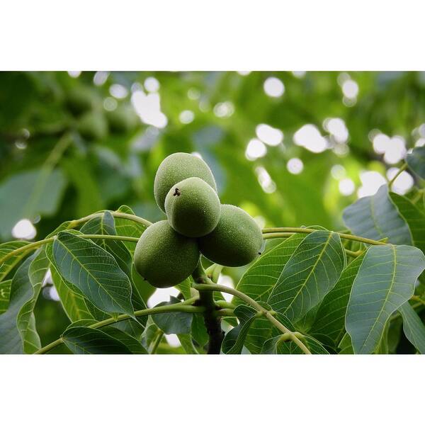 Online Orchards English Walnut Tree Bare Root NTWL001 - The Home Depot