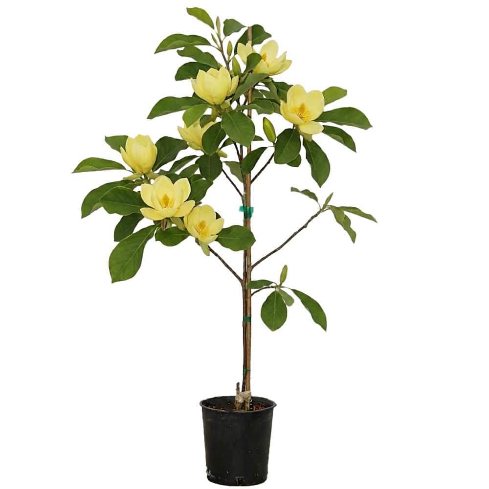 Best HD Pictures about  Magnolia Tree Home Depot  with No AI Images