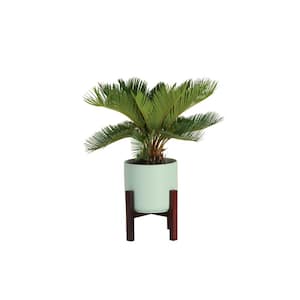 Cycas Revoluta Sago Palm Indoor Plant in 6 in. Two-Tone Ceramic Planter, Avg. Shipping Height 1-2 ft. Tall