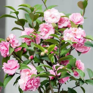 5 Gal. 'Debutante' Camellia Plant with Pink Flowers