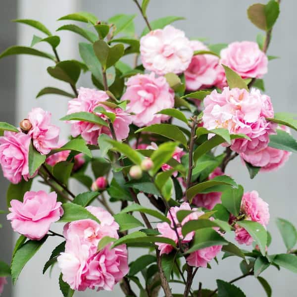 Alder & Oak #5 ContainerDebutante Camellia Plant